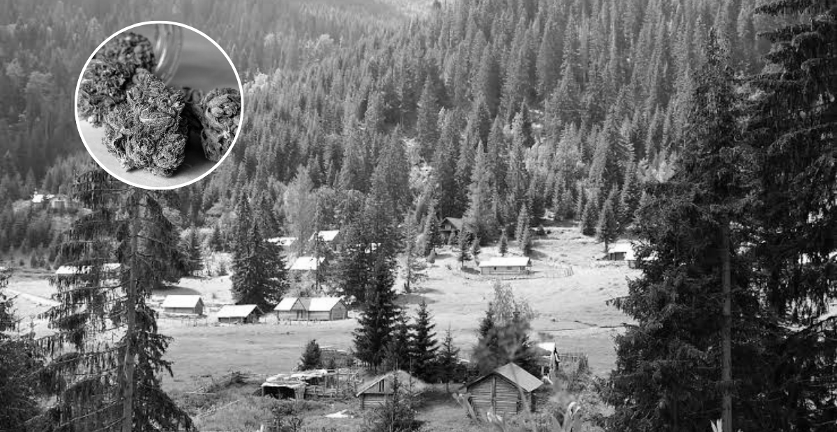 foto kryesore — Dy vjet në kërkim për rastin e kanabisit në…