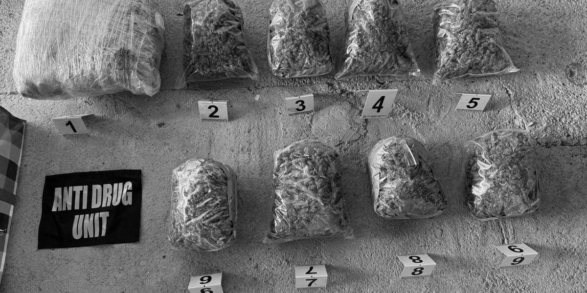 foto kryesore — Sekuestrohen rreth 10 kg marihuanë në…