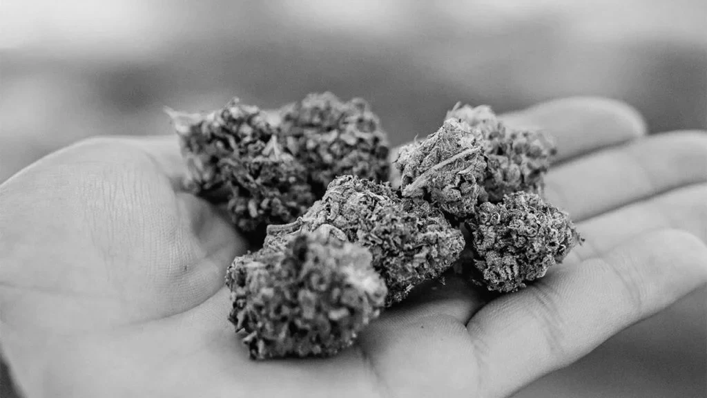 foto kryesore — Marihuanën e mbante në xhepin e jakës –…