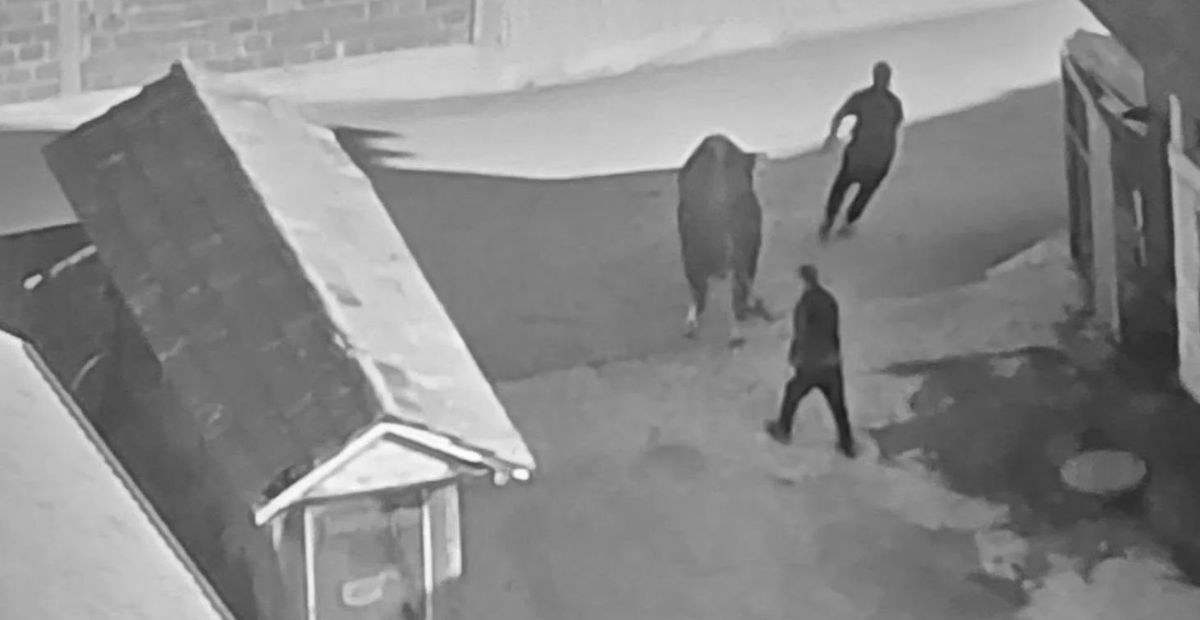 foto kryesore — Policia ndalon kamionin me shtatë krerë…