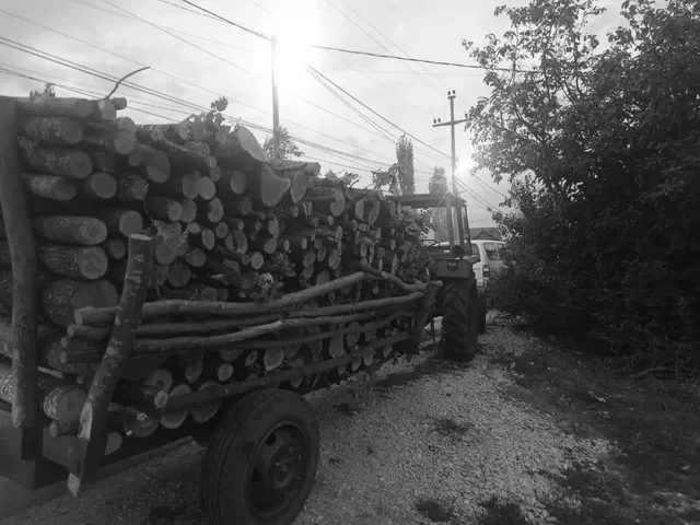 foto kryesore — Aksion në Lipjan kundër prerjeve ilegale,…