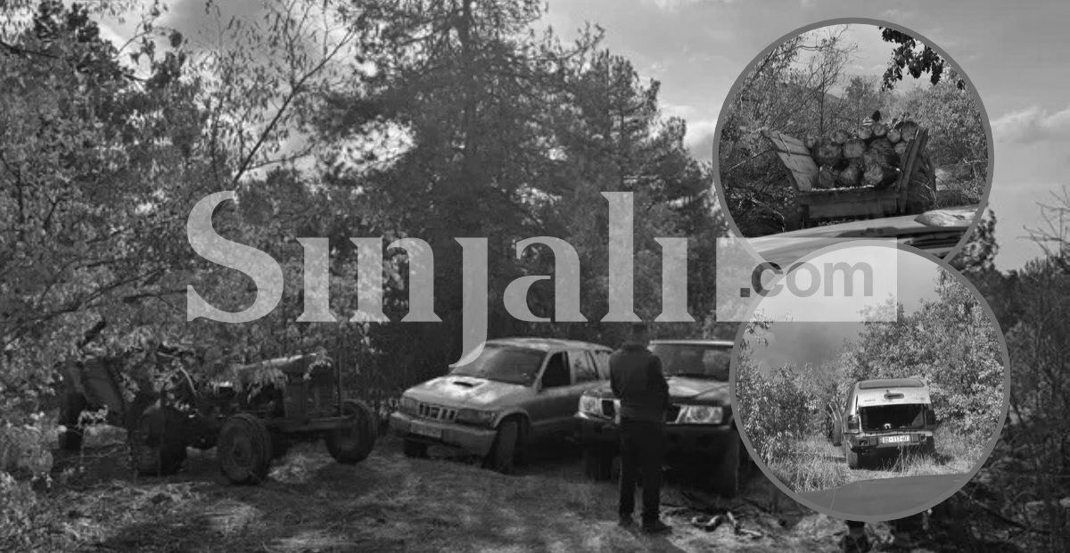 foto kryesore — Tre persona kapen në flagrancë duke prerë…
