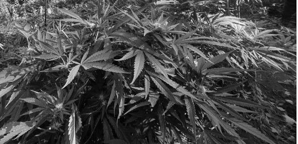 foto kryesore — Plantacion kanabisi në oborr, mbi dy…